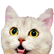 MakeEmoji's sample cat with the party animation